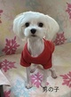 犬の里親 募集 マルチーズ小さめ男の子 34621