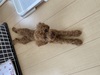 犬の里親 募集 トイプードル譲ります 34844