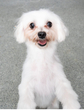犬の里親 募集 マルチーズ 34994