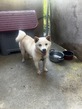 犬の里親 募集 豆柴1歳の男の子 35048