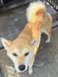 犬の里親 募集 無償 柴犬5歳 35055