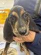 犬の里親 募集 ビーグル犬のハーフ 男の子 35060