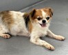 犬の里親 募集 里親募集 35068