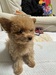 犬の里親 募集 ティーカッププードル女の子 35070