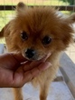 犬の里親 募集 ポメラニアンとチワワ 35188