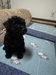犬の里親 募集 黒のプードル女の子 35226
