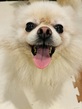 犬の里親 募集 ポメラニアン  35234