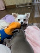 犬の里親 募集 チワワ 2歳の女の子 避妊手術済み 35554