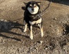 犬の里親 募集 黒柴の女の子4〜6歳 35671