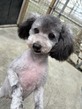 犬の里親 募集 飼いやすい女の子です 35734