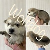 2984 Wolfdog ~ Whiteshep...