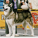 アラスカン・マラミュート 犬種の画像