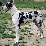 グレート・デーン 犬種の画像