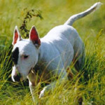 ブル・テリア 犬種の画像