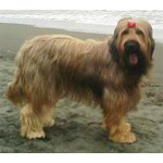 ブリアード 犬種の画像