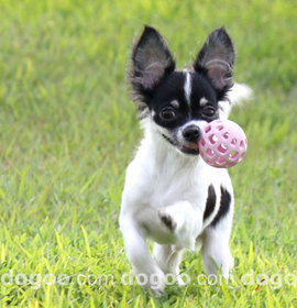 ドグー犬舎 犬田太郎 東京都 犬の犬舎ブリーダー全国リスト Dogoo Com