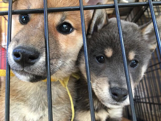 とってもかわいい顔の仔犬たち♡自慢の仔です！