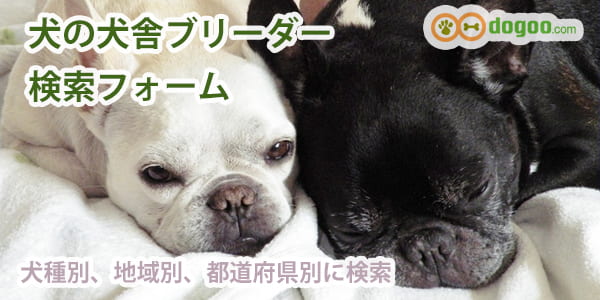 詳細データ検索フォーム 犬の犬舎ブリーダー全国リスト Dogoo Com