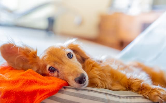 犬の犬舎ブリーダー全国リスト Dogoo Com ブリーダーの比較