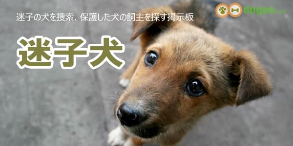 迷子犬の掲示板 迷い犬と保護した犬の情報 Dogoo Com