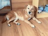 犬の里親 募集 可愛いナディアくんは家族のように可愛がってくれる人 33965