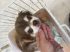 犬の里親 募集 里親募集 34136