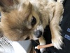 犬の里親 募集 ポメラニアンmix 34193