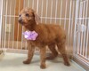 犬の里親 募集 プードル 女の子 34259