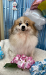 犬の里親 募集 ポメ5才女の子 34263