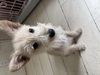 犬の里親 募集 豆柴ミックス 34276