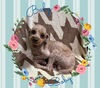犬の里親 募集 トイプードル♪お膝の上が大好きな♪男の子 34314