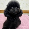犬の里親 募集 今月4歳 黒プーの女の子 34330