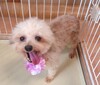 犬の里親 募集 プードル 小振りな女の子 34338