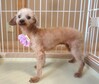 犬の里親 募集 小振りな女の子 34339