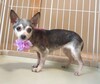 犬の里親 募集 スムースチワワ 女の子 34341