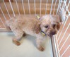 犬の里親 募集 プードル 男の子 34379