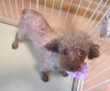 犬の里親 募集 チョコレートの女の子 34385