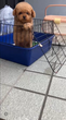 犬の里親 募集 トイプードル 34424