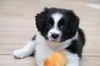 犬の里親 募集 生後2か月Mixパピー(小さめな中型犬) 34474