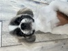 犬の里親 募集 ペキニーズ 34894