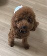 犬の里親 募集 レスキューしました 34899