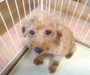 犬の里親 募集 プードル 女の子 (お気持ちフード付き) 34902