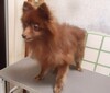 犬の里親 募集 急募 チョコレート ポメラニアン 男の子 34906