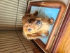 犬の里親 募集 ミニチュアロングヘアードダックス 34914