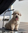 犬の里親 募集 マルプーのかわいい男の子 34916