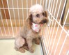 犬の里親 募集 タイニープードル 女の子 (初回フード付き) 34918
