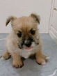 犬の里親 募集 マルポメ女の子 34963