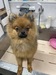 犬の里親 募集 ポメラニアンくん急募です! 35044