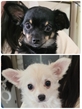 犬の里親 募集 チワックス 男の子 マルチワ×ポメチワ 女の子 35109