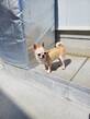犬の里親 募集 見た目よりすごく人懐っこくて可愛いチワワ 35136